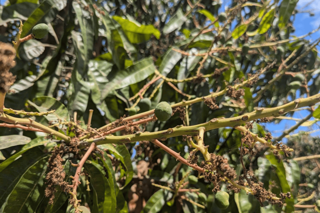 Update on the 2024/25 Mango Growing Season | Avondale Foods