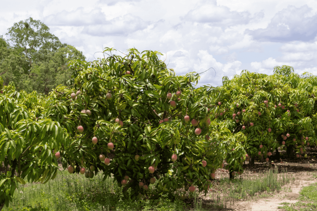 How do seasonal variations affect fruit supply and processing | Avondale Foods