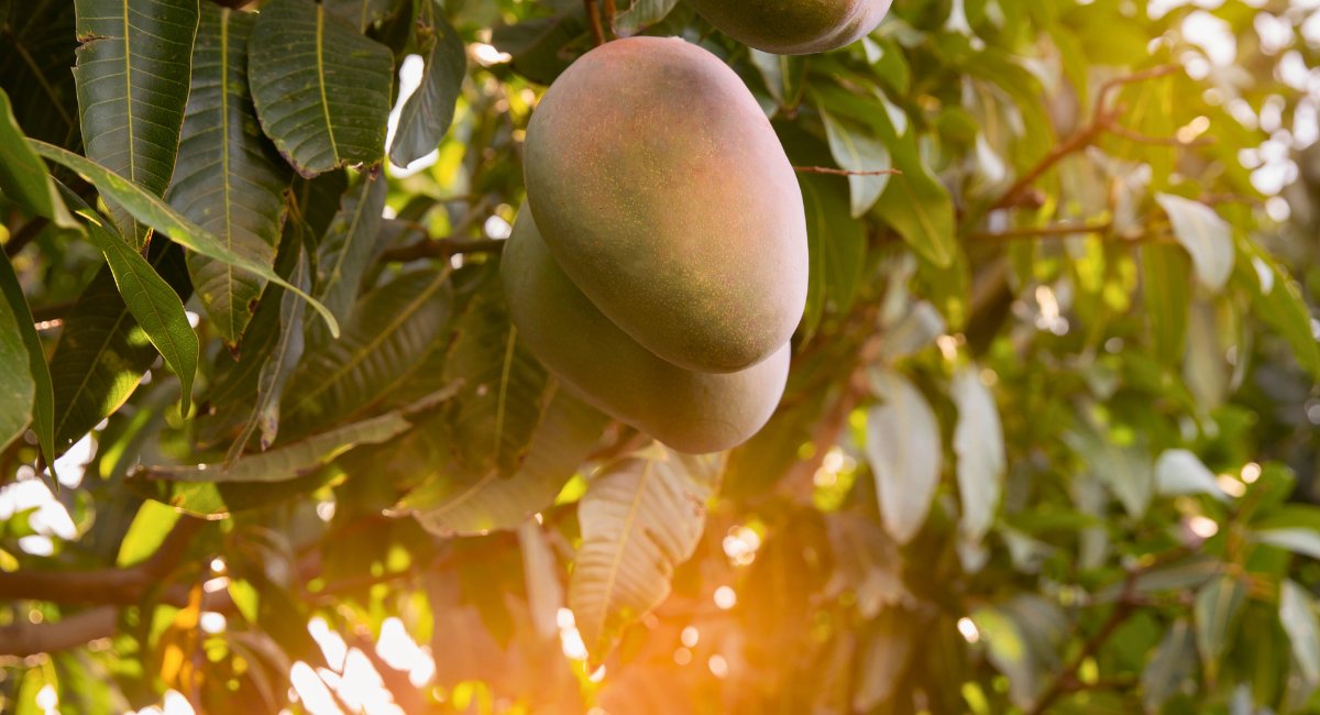 Australia's Premium Fresh Fruit Product Supplier | Avondale