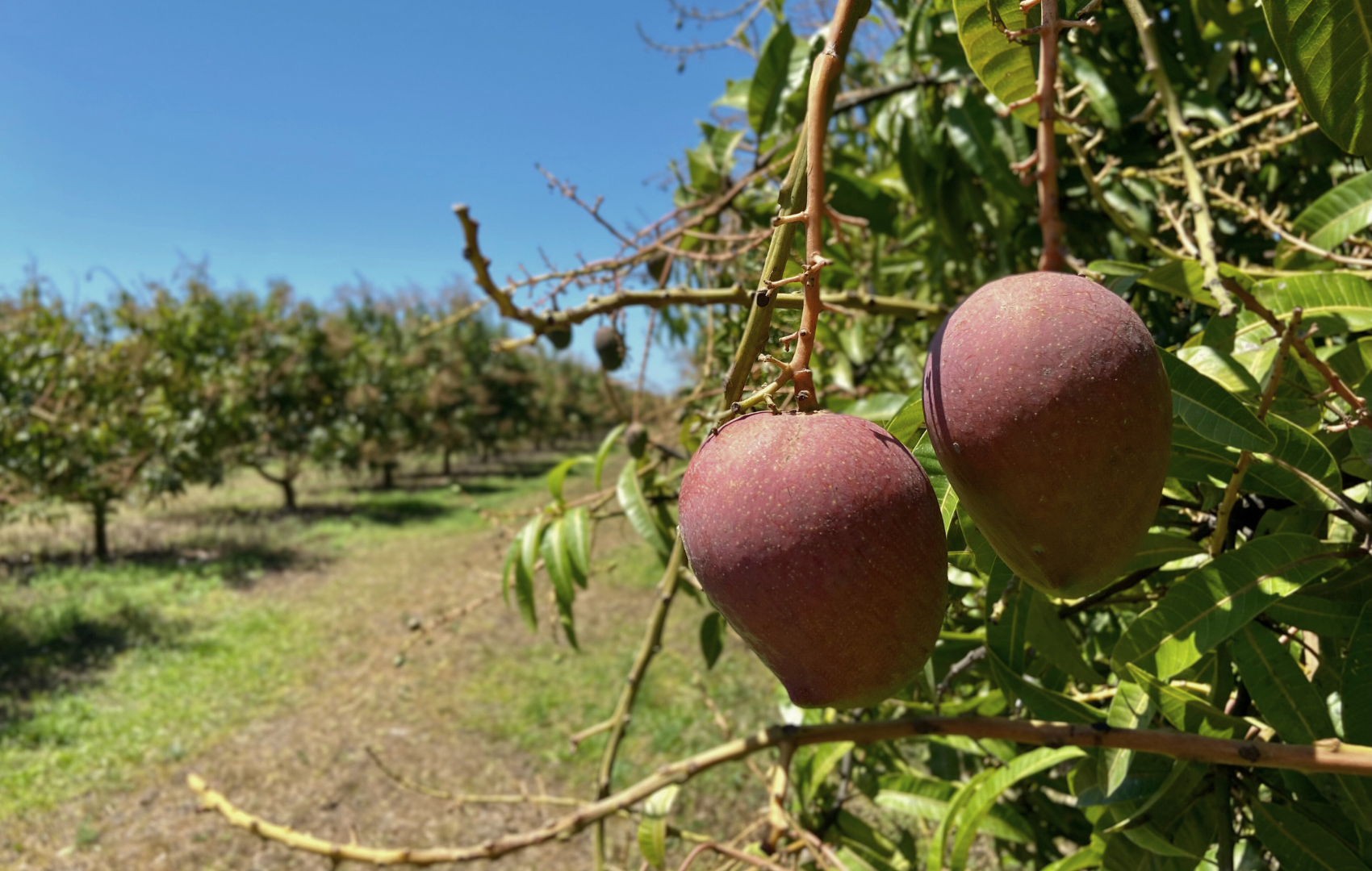 Outlook for the remainder of the 2025/26 Mango Season